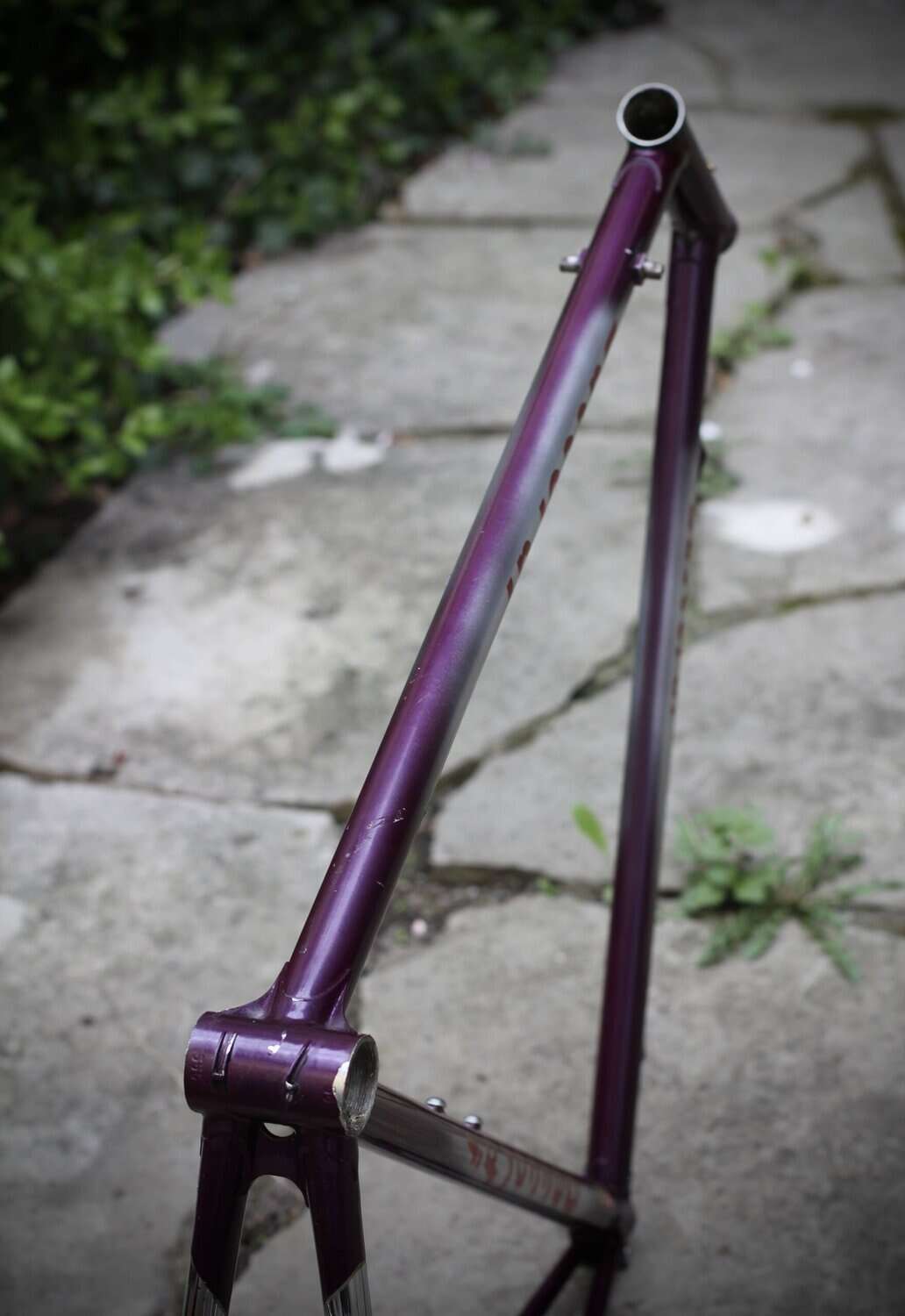 Daccordi Griffe Frame / 56 cm